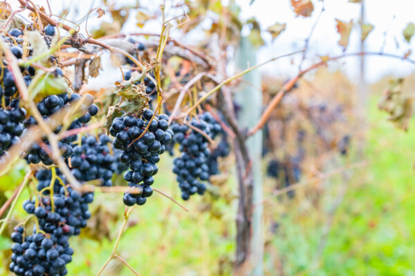 grapes,on,vines,at,a,vineyard,with,a,beautiful,bokeh