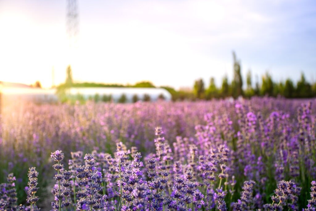 lavender,farm,in,huocheng,county,,known,as,the,city,of